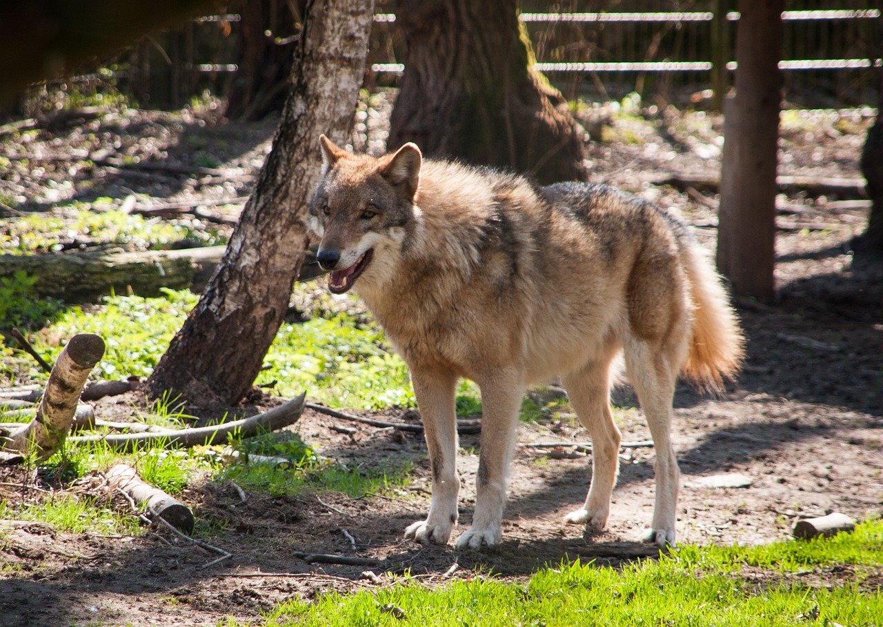 Programas locais na EtiÃ³pia trabalham para vacinar cÃ£es domÃ©sticos contra doenÃ§as e educar comunidades sobre a importÃ¢ncia de proteger o lobo-etÃ­ope. Ãreas protegidas foram ampliadas.

