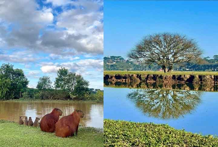 Localizado bem no centro de Curitiba, o Parque Barigui Ã© um refÃºgio para a fauna paranaense e possui boa estrutura com quadras, churrasqueiras, quiosques, academia, restaurante e muito mais.