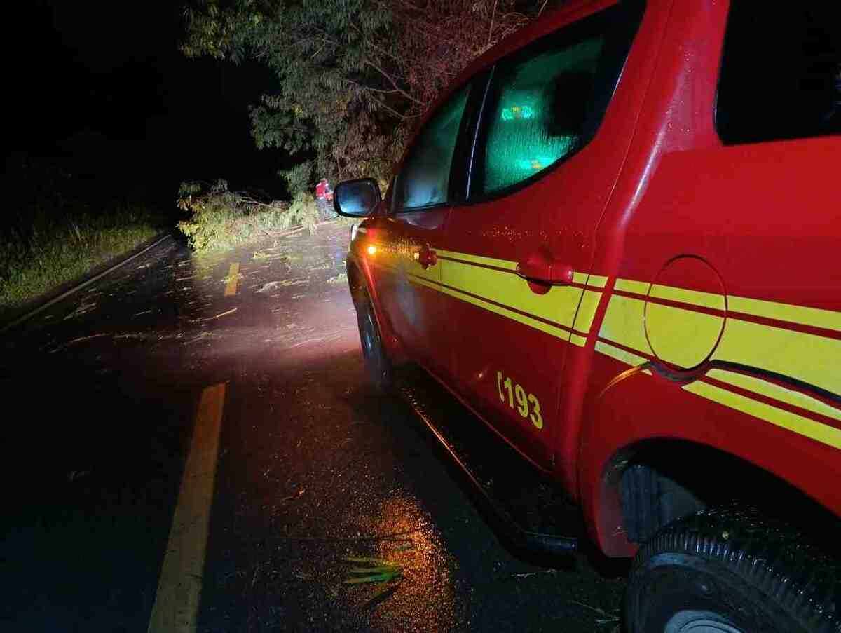 Bombeiros realizaram o trabalho de serrar e retirar galhos ainda durante a madrugada  -  (crédito: CBMMG)