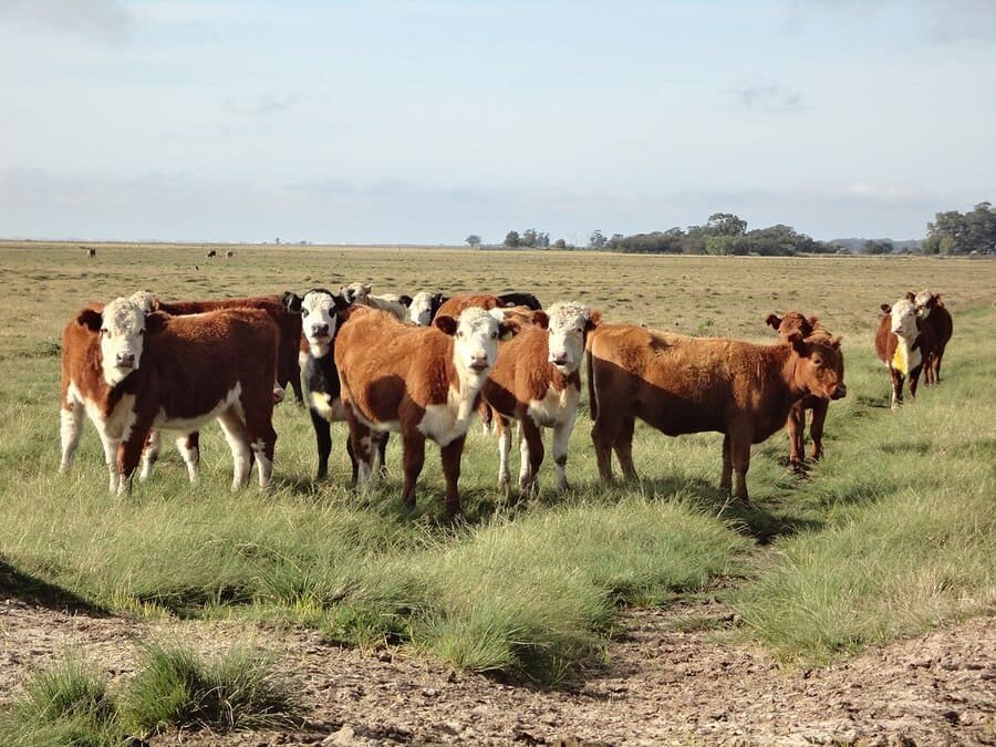 Especialistas explicam que os bois ficam com essas pedras na vesÃ­cula quando ocorre um acÃºmulo de sais no Ã³rgÃ£o do animal. 