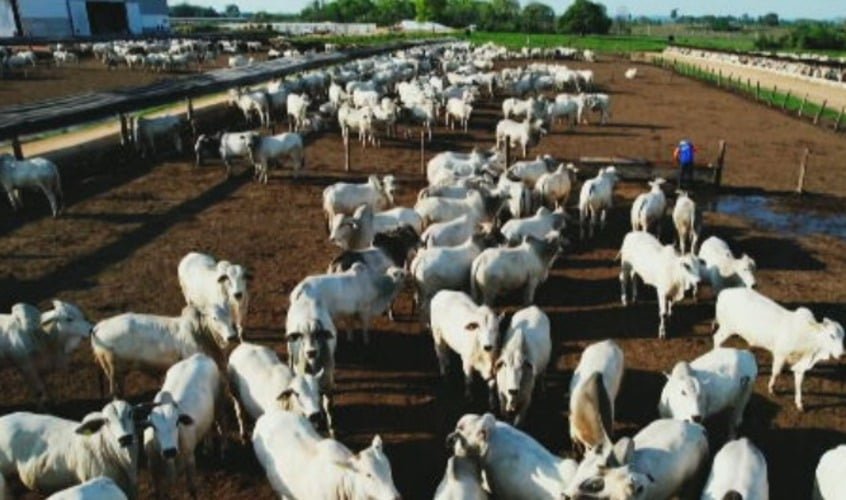 Um crescimento de 4,3% no rebanho em relação ao ano anterior. 