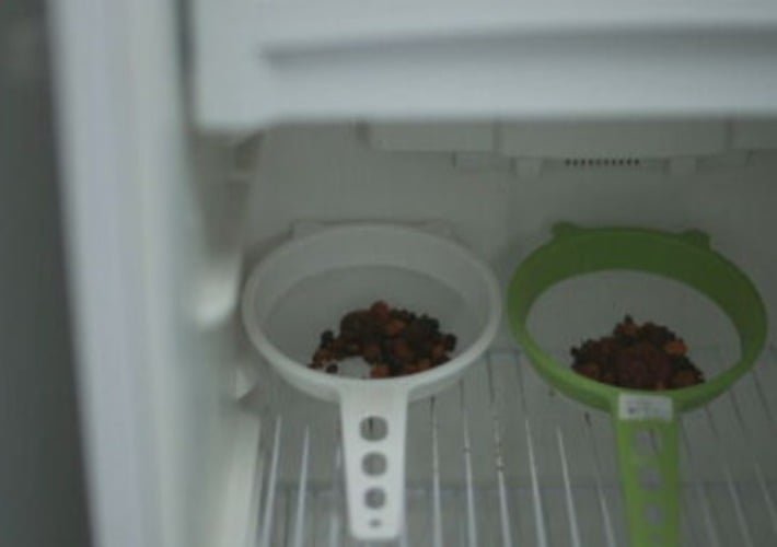 Depois de encontradas e lavadas, as pedras de vesícula de boi são levadas para conservação na geladeira, que fica com uma tranca. Um funcionário é encarregado de zelar pela segurança do local evitando furtos. 