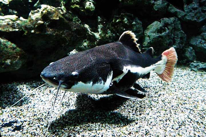 Habita rios, lagos e pântanos da América do Sul, América Central e partes da América do Norte. Ele se alimenta de insetos, crustáceos e pequenos peixes.