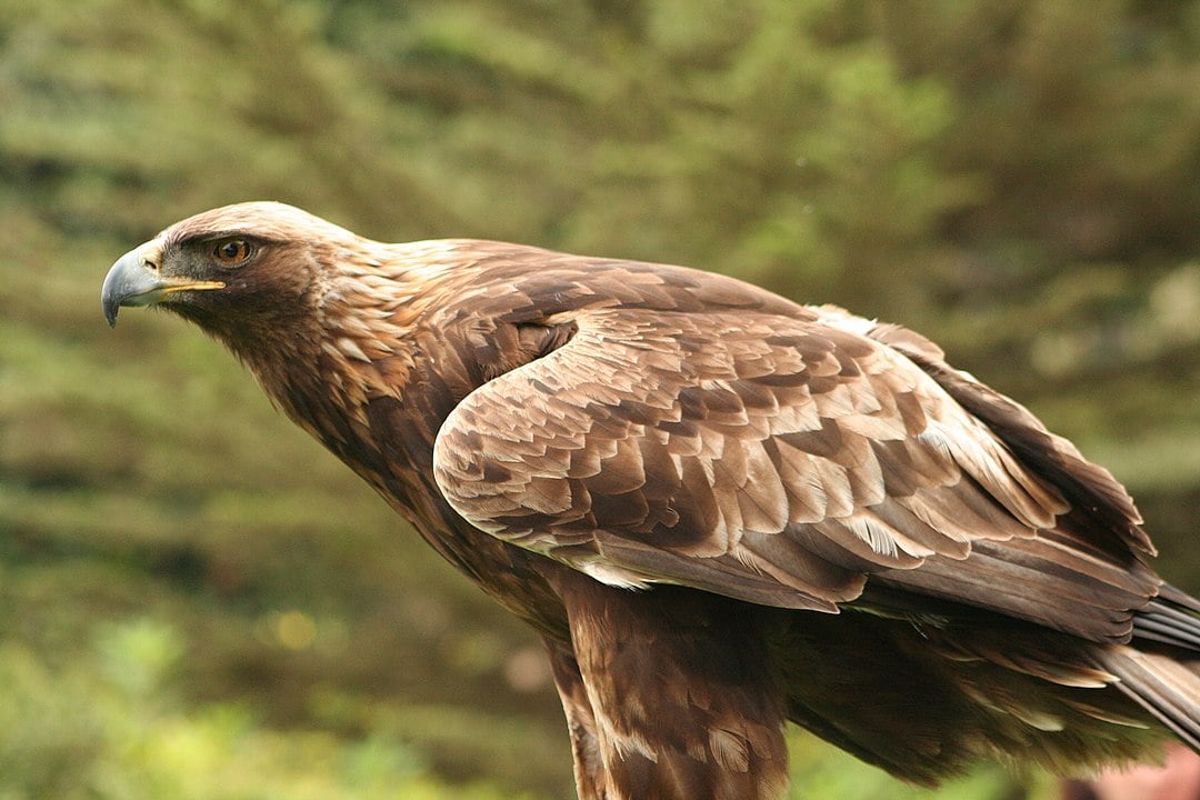 A águia-real faz parte do grupo que abrange aves de médio a grande porte, com asas largas e caudas relativamente curtas, adaptadas para um voo potente e muitas vezes planado. 