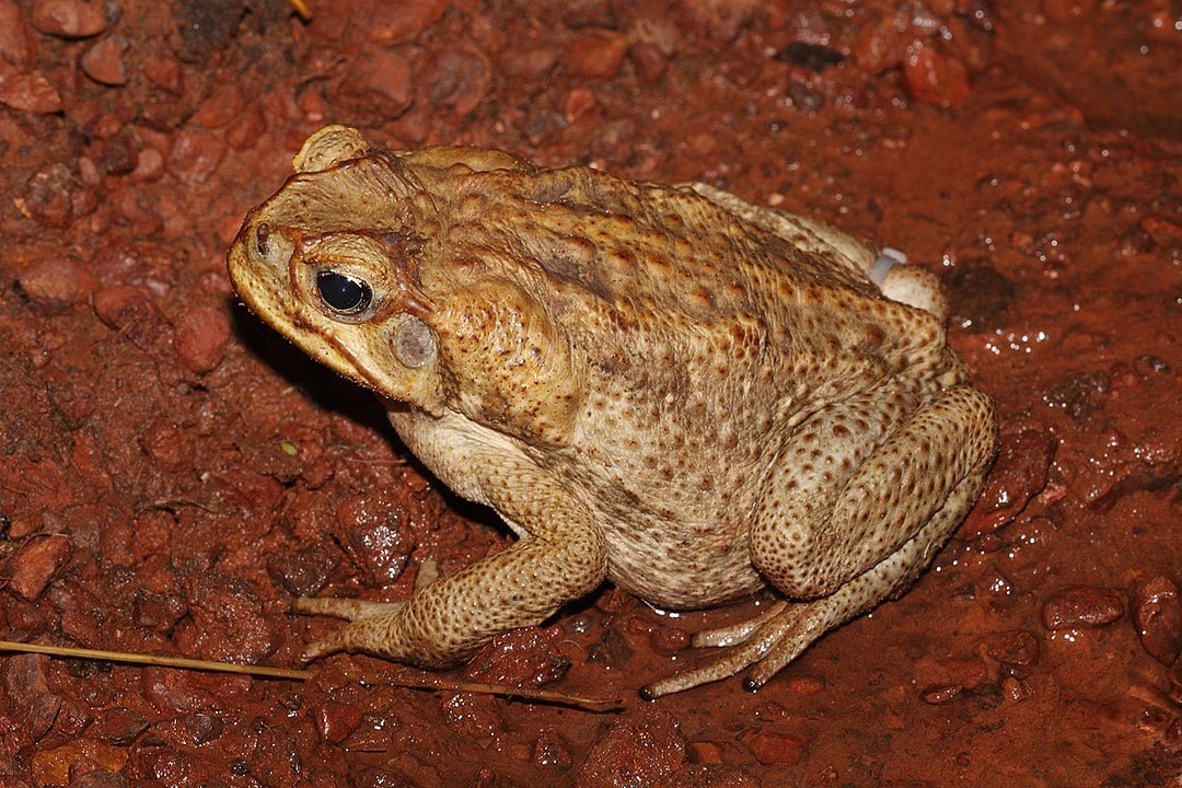 Sapo-de-cana ou sapo-boi (Rhinella marina) - Pode botar até 30 mil ovos de uma só vez. O sapo-de-cana tem uma reprodução altamente prolífica para compensar a alta mortalidade dos girinos.