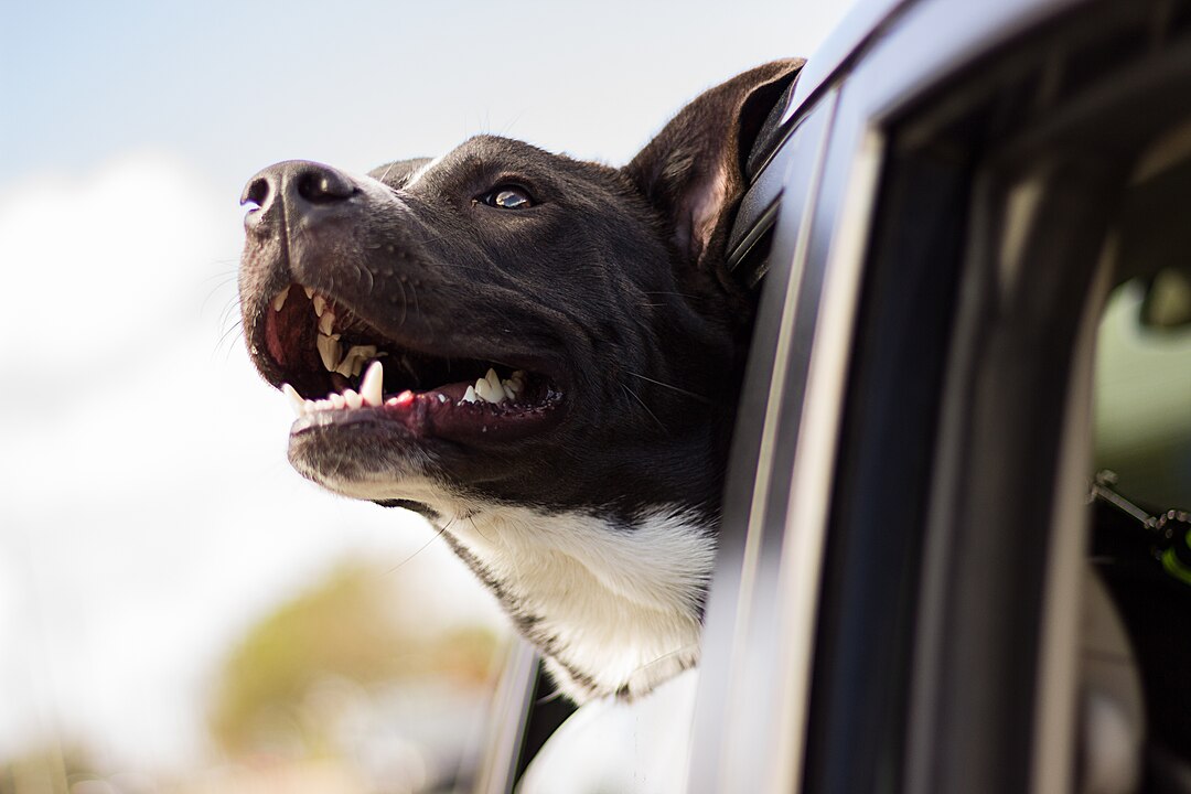 No Distrito Federal, o levantamento do Detran regional mostra que em 2021 houve 400 multas por transporte irregular de animais de estimação nos veículos. Em 2022, foram 388 multas.	