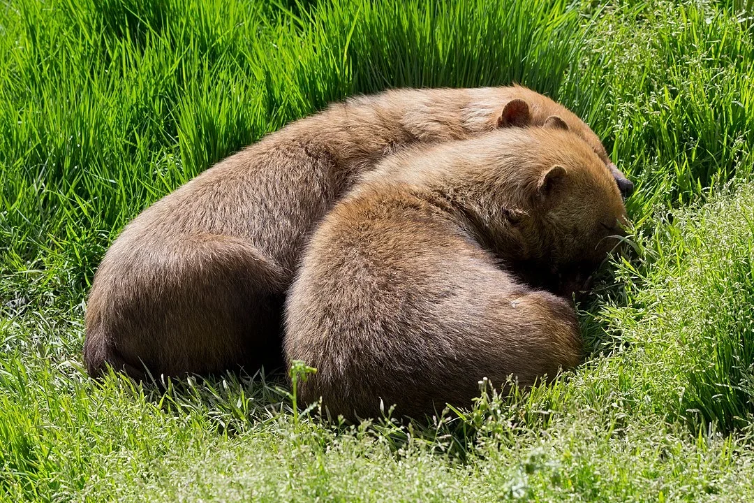 Cachorro-do-mato-vinagre (Speothos venaticus)-  Entre 6 a 12 filhotes por gestação. Esses pequenos predadores nascem em grandes ninhadas para aumentar a sobrevivência em ambientes selvagens.