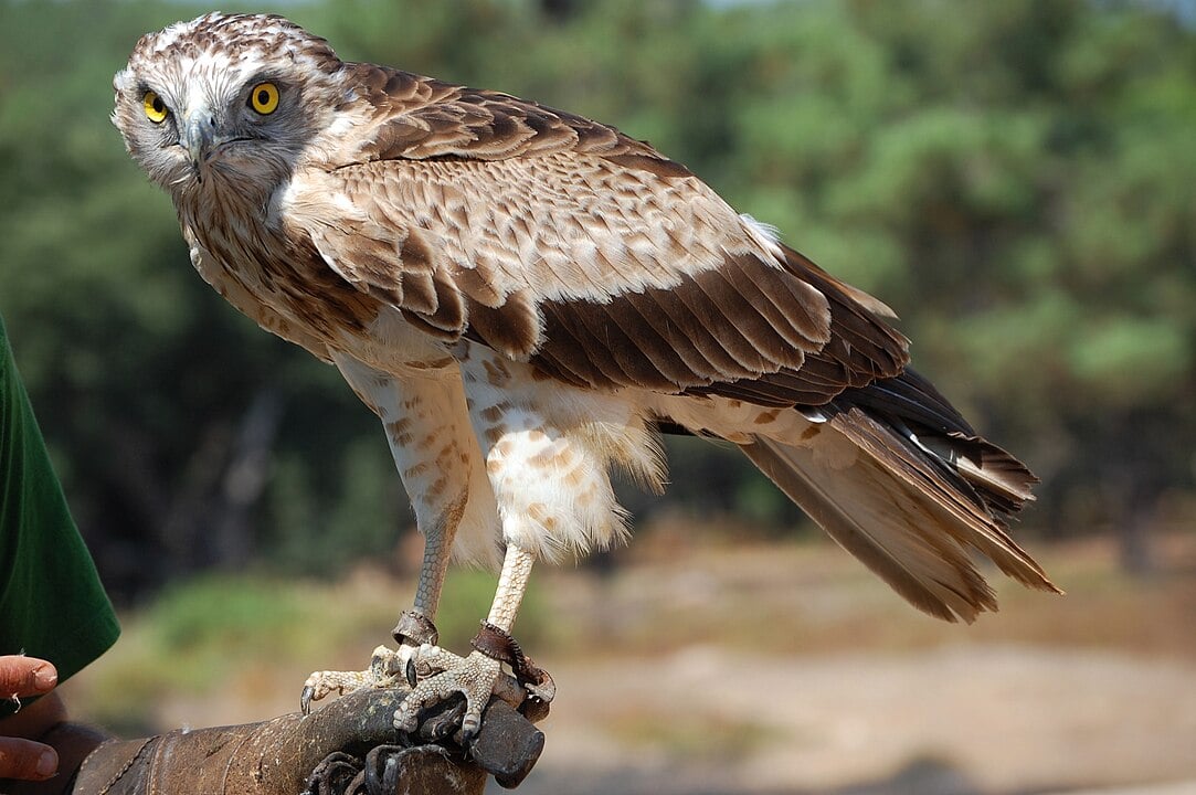 Águia-serpentária-africana ou águia-cobreira (Circaetus gallicus) – Conhecida por sua dieta rica em cobras, vive em regiões da África e é adaptada para capturar répteis em áreas de savana e semideserto. Esta é uma espécie do Velho Mundo que se distribui pela bacia do Mediterrâneo, Rússia e áreas da Ásia (Paquistão, Índia e Indonésia). É uma águia de cor clara, com asas muito compridas.