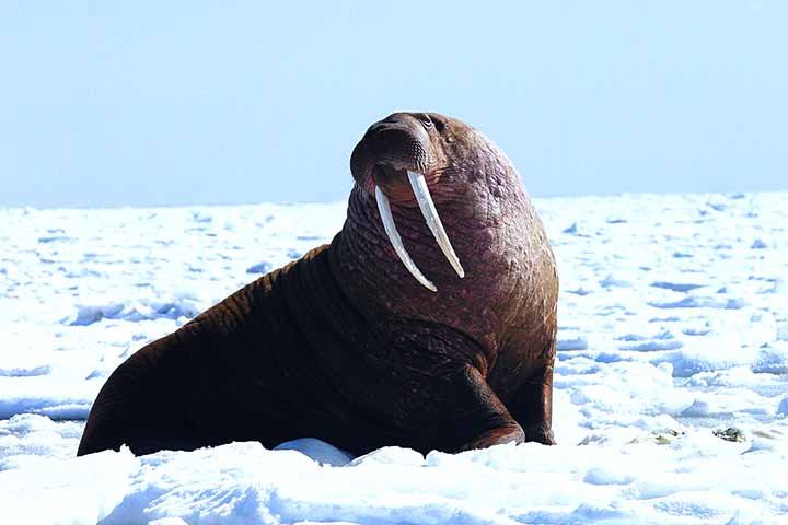 Morsa - Habita as águas geladas do Ártico e subárctico, em regiões da Rússia, Canadá, Noruega e Alasca. 