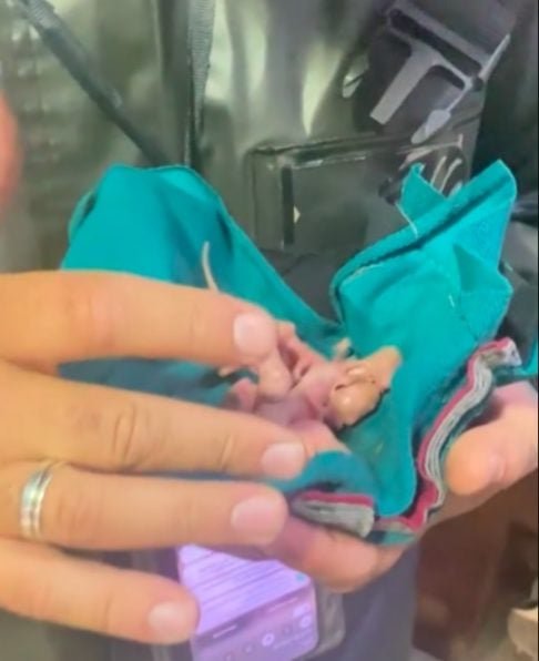 Diante do apelo dramático, a namorada cedeu, e juntos eles aqueceram os bebês com uma bolsa térmica, protegendo-os até mesmo dos gatos da casa. O vídeo viralizou, acumulando mais de 2 milhões de visualizações e comentários divertidos, como: “Eu quero um namorado que chora por filhotes de gambá