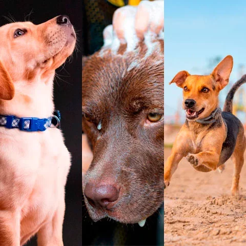 Veja como manter a saúde do seu pet - Montagem Flipar