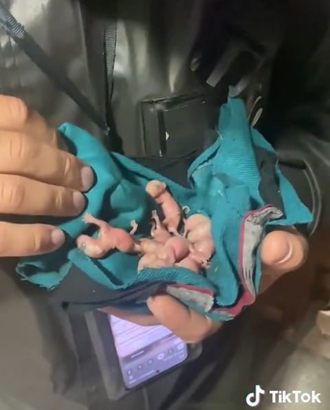 Sem hesitar, ele resgatou os pequenos, os embrulhou com cuidado e os levou para casa. No vídeo, publicado no TikTok, o homem fala para a namorada: “Encontrei filhotinhos de gambá.”