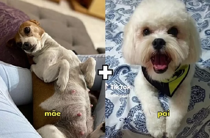 Recentemente, postagens fizeram sucesso nas redes sociais mostrando o resultado do cruzamento de uma pinscher mestiça com um lhasa apso também não puro, que deram origem a dois filhotes com pelos de 'arame farpado'. -  (crédito: Reprodução/Redes Sociais)