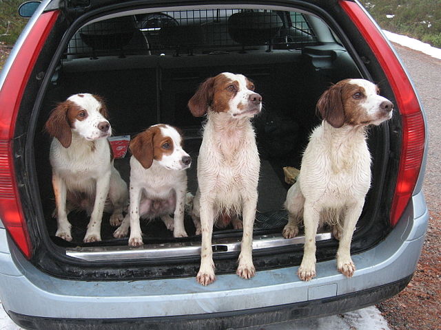 Se o veículo for uma caminhonete e o cachorro estiver solto na caçamba, a multa é mais alta: R$ 195,23. E o motorista leva 5 pontos na carteira, além de retenção do veículo, já que a infração é considerada grave. 	