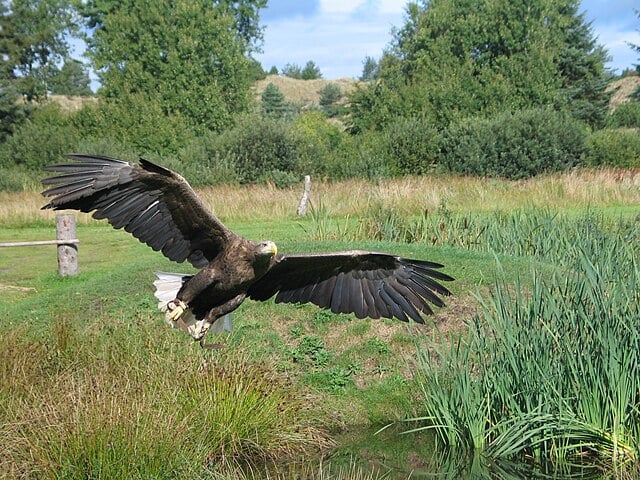 Águia-Rabalva ( Haliaeetus albicilla) - É uma espécie de águia que vive no norte da Europa e da Ásia. É uma ave marinha, que se alimenta principalmente de peixes, aves aquáticas e carniça.  Sua maior população remanescente na Europa encontra-se na região dos fiordes da Noruega.