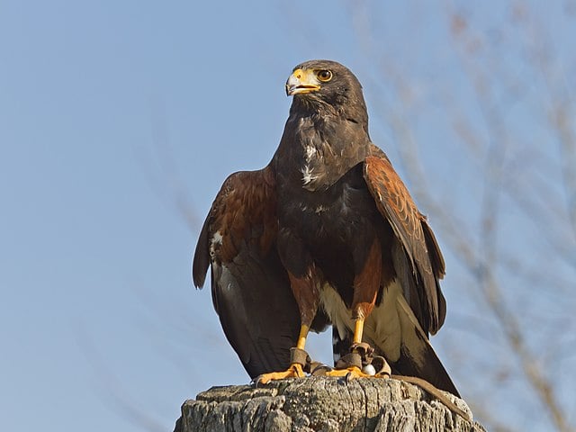 Águia-de-harris (Parabuteo unicinctus) -  É uma ave de rapina de médio-grande porte que se reproduz desde o sudoeste dos Estados Unidos até o Chile, centro da Argentina e Brasil.