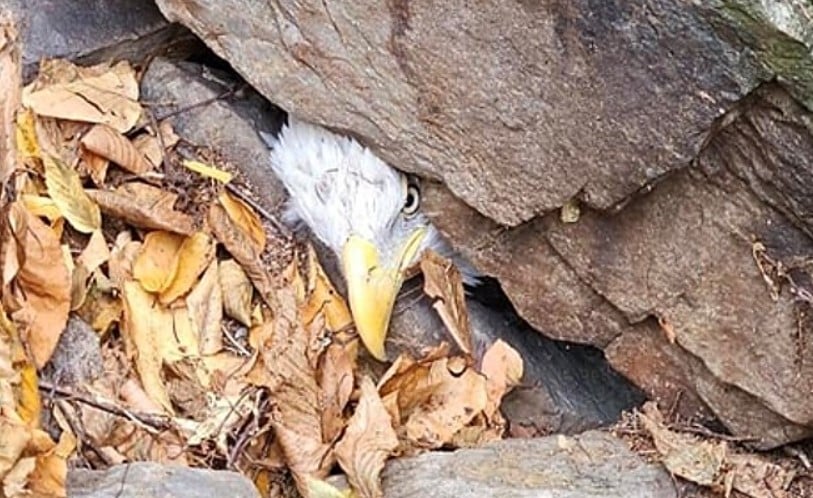 No local, uma integrante da equipe de guardas florestais, especialista em aves, notou que se tratava de um casal de águias presas nas rochas. Um grupo de apoio de vida selvagem foi chamado para a operação de resgate. 
