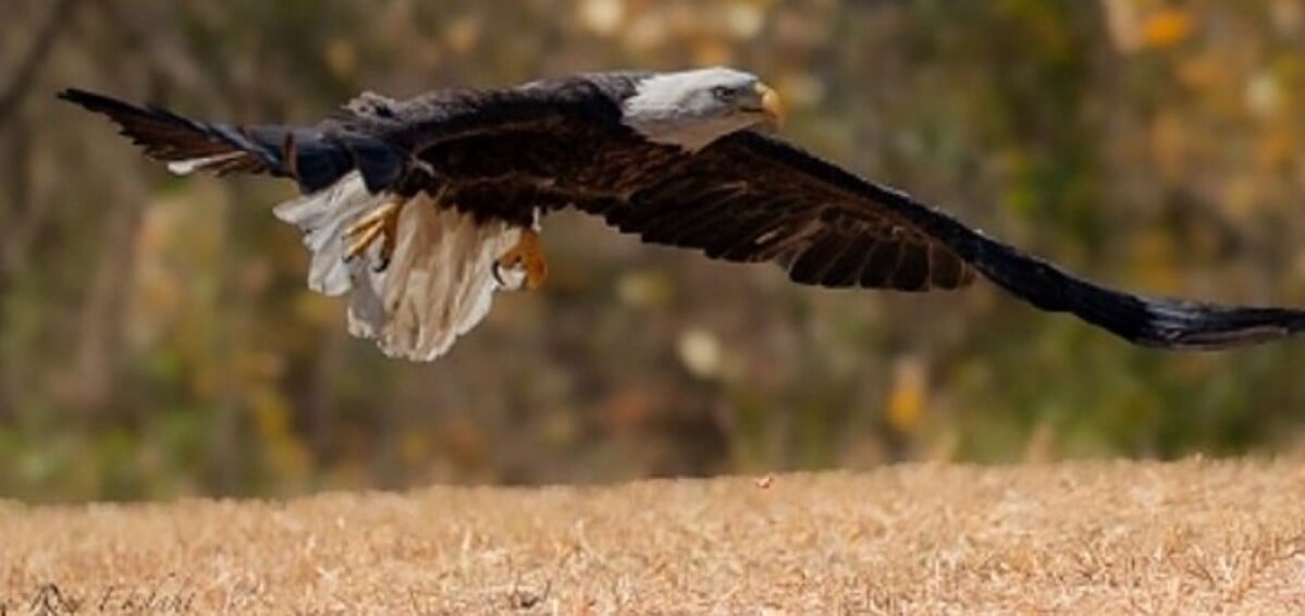 O resgate foi bem sucedido e as águias encaminhadas para Raven Ridge, um local especializado em reabilitação de animais. No local, as aves passaram por testes de saúde e foram detectados apenas pequenos arranhões e hematomas. 
