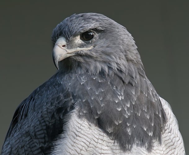 Águia-serrana (Geranoaetus melanoleucus) - É uma espécie campestre e tem por hábito caçar em áreas abertas, sobretudo nos topos de serra, campos e pastagens adjacentes e nas áreas de cerrado.  Sua distribuição vai da Cordilheira dos Andes  até a Colômbia e Venezuela, expandindo-se até Argentina e Brasil, onde é tida como uma espécie rara e ameaçada de extinção. 