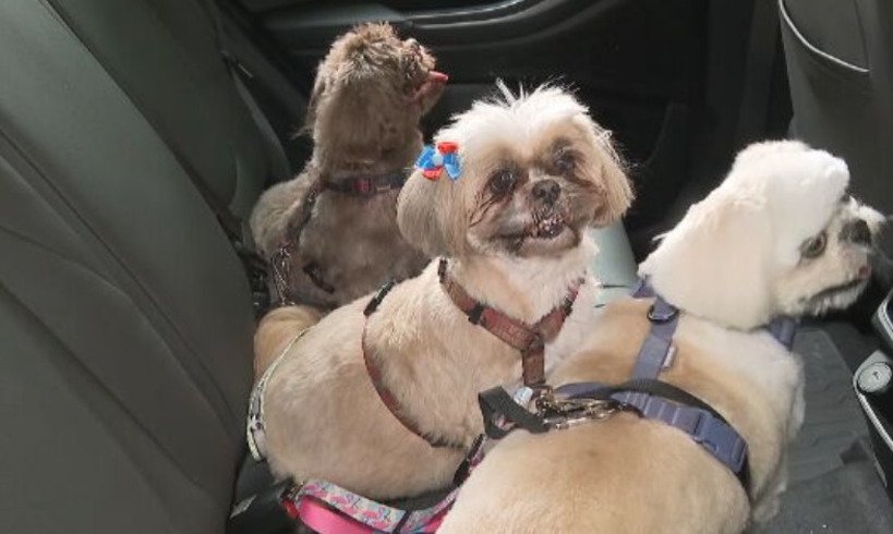 Se houver mais de um cachorro no veículo, todos têm que ter a proteção individual com cinto de segurança para impedir que eles 'voem' em caso de acidente. 