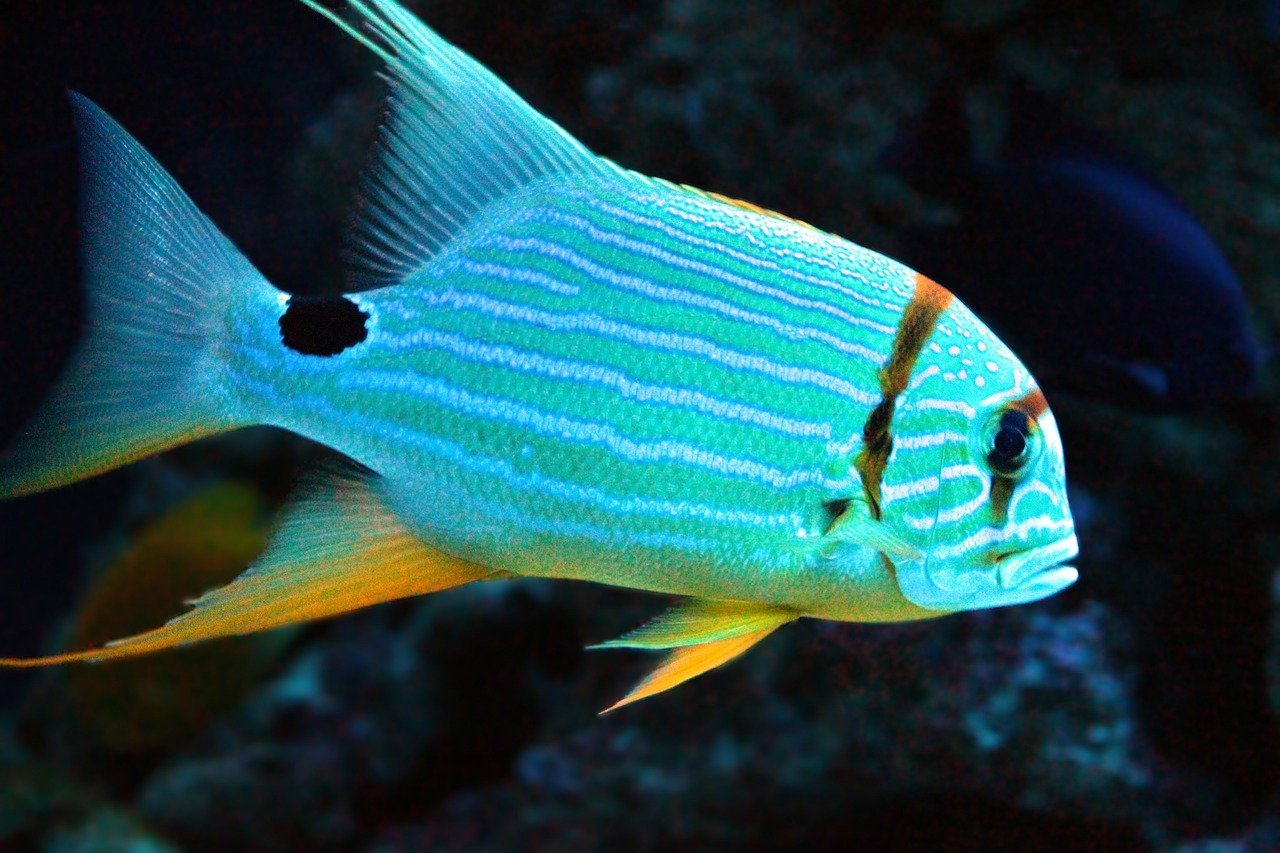 Corvina (especificamente a espécie Bocaccio) - Pode dar à luz até 2 milhões de larvas. Essa espécie de peixe libera uma quantidade impressionante de filhotes de uma só vez para aumentar as chances de sobrevivência em seu ambiente marinho.