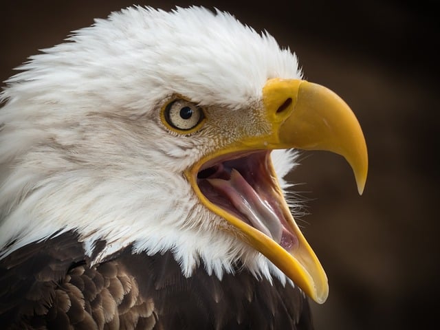 As águias são aves diurnas, com bicos fortes e garras afiadas. Elas são capazes de localizar presas a grandes distâncias. Elas vivem em todos os tipos de habitats, exceto na Antártida. Veja algumas espécies. 