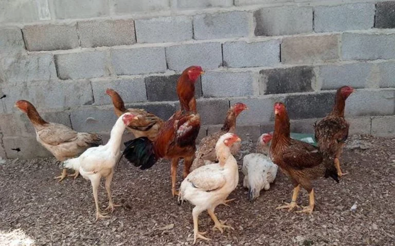 Entretanto, eles preferem hospedeiros humanos devido Ã  facilidade de acesso em residÃªncias e mÃ³veis. EspÃ©cies relacionadas, como Cimex hemipterus, tambÃ©m podem atacar aves em habitats especÃ­ficos.
