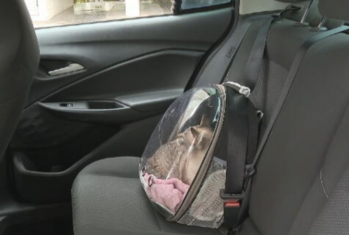 E assim como a caixa de transporte, a mochila deve ficar presa ao cinto de segurança para a proteção tanto do animal como das pessoas no veículo.