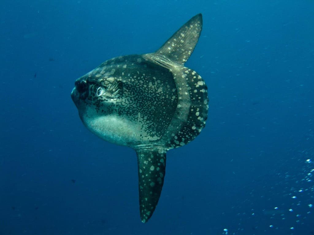 Peixe-lua (Mola mola) - Pode liberar até 300 milhões de ovos em uma única desova. O peixe-lua é uma das espécies mais férteis do reino animal. Apesar da grande quantidade de ovos, apenas uma pequena fração sobrevive à fase adulta.

