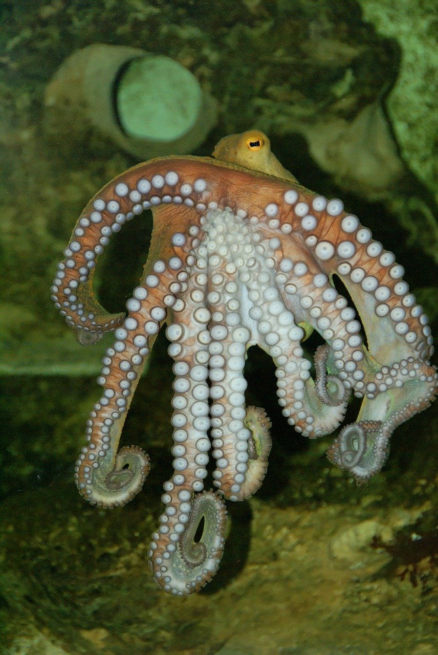 Polvo comum - Uma fêmea de polvo pode botar até 200.000 ovos em uma única vez. O polvo coloca uma enorme quantidade de ovos porque muitos de seus filhotes não sobrevivem às condições do oceano ou a predadores.
