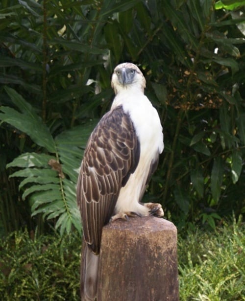 Águia-filipina (Pithecophaga jefferyi) -  Também conhecida como águia-pega-macaco, é uma grande águia em risco de extinção que habita as florestas tropicais das Filipinas. A águia está restrita às ilhas de Mindanao e Luzon, 