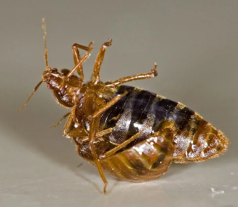 Os percevejos são bem pequenos: medem entre 5 e 7 mm, com corpo oval e achatado. Cada fêmea põe até 500 ovos em sua vida, e as condições de calor e umidade aceleram sua proliferação. Na foto um macho inseminando uma fêmea.