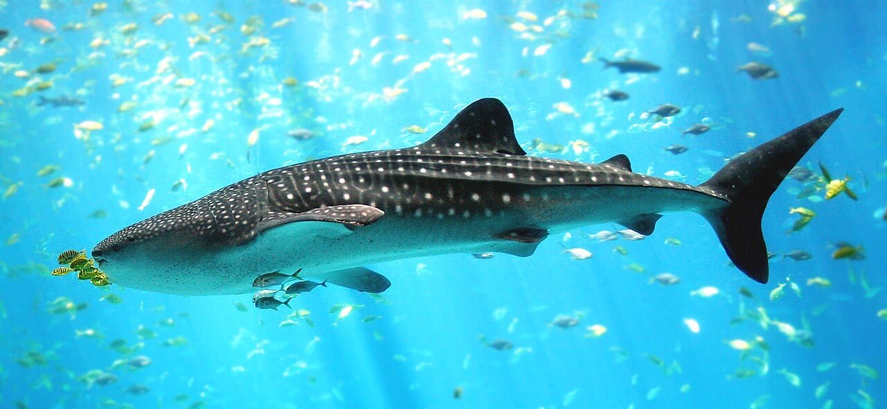 Tubarão-baleia - As fêmeas possam carregar até 300 filhotes em uma única gestação. O tubarão-baleia é um dos maiores peixes do mundo, e seu grande número de filhotes ajuda a garantir que pelo menos alguns sobrevivam até a fase adulta.