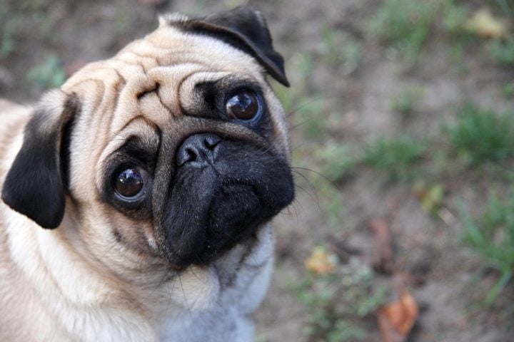 Pug - Cão originário da China, tem o sistema respiratório comprimido e, por isso, não pode fazer muita atividade física. Apesar disso, possui expectativa de vida alta e boa genética. É amável e carinhoso  com as pessoas.-DodosD wikimedia commons