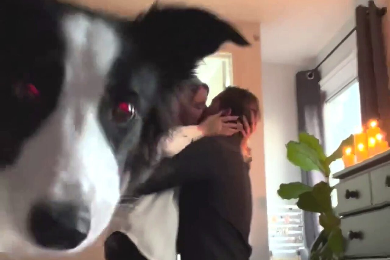 Cães dóceis que protagonizam momentos divertidos sempre chamam atenção na web. Em novembro de 2023, uma adorável Border Collie, chamada Maika, apareceu em um vídeo de pedido de casamento do noivo de sua tutora, Aislinn Corlett.-Reprodução de vídeo / Instagram @maika.borador