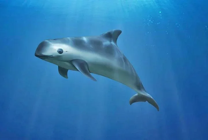 Vaquita: conheça o animal sob risco de extinção que encantou Leonardo diCaprio - Divulgação/WWF