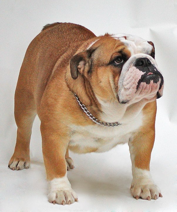 Buldogue Inglês - Descende de uma raça de cães usada para o combate com touros. Essa prática violenta entre os animais foi proibida e o antigo buldogue quase foi extinto. Mas cruzamentos com o pug permitiram que ele se tornasse mais baixo e largo. Sua personalidade é afetuosa e brincalhona. -Buckandsons - wikimedia commons