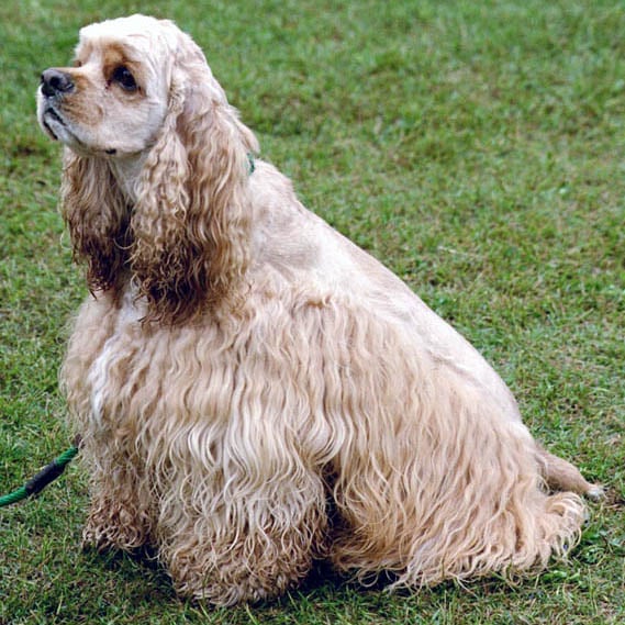 Cocker Spaniel - Com origem nos Estados Unidos, esse cão de porte médio costuma aparecer em listas de cães mais populares do mundo. É companheiro e muito ligado à família. -Elf wikimedia commons