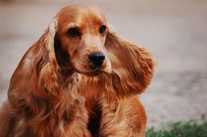 Cocker Spaniel Inglês - Com origem no Reino Unido, essa raça é conhecida pelas orelhas grandes, moles e caídas, além do pelo liso. Fácil de adestrar, é muito usado para acompanhar pessoas surdas. -Katrina_S por Pixabay 