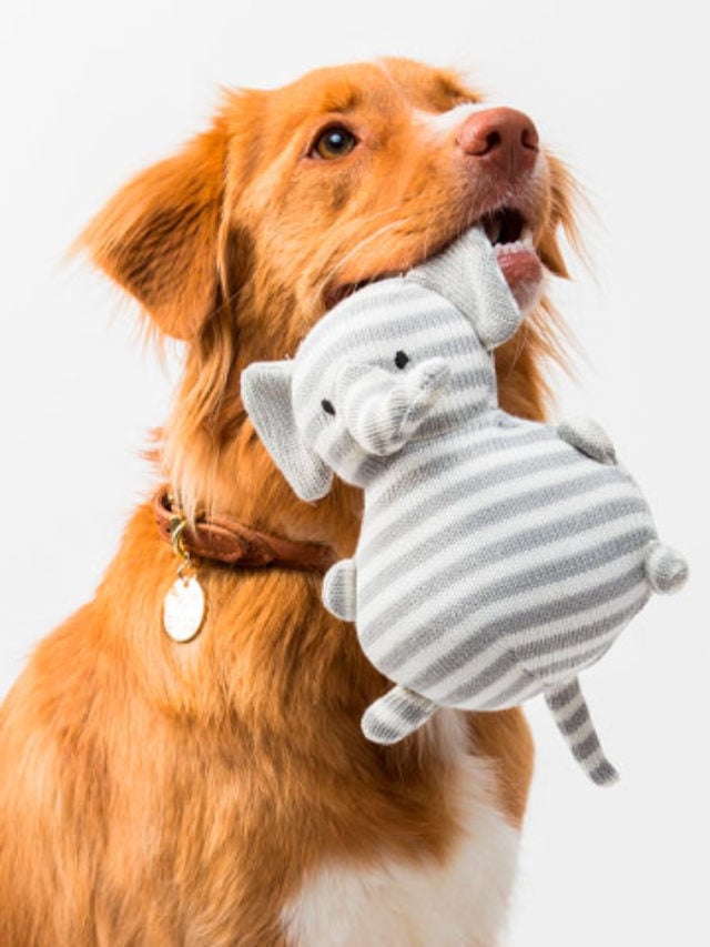 O cachorro é um animal que está presente na vida de milhões de famílias e que frequentemente rende situações divertidas. Outra situação também repercutiu recentemente nas redes sociais.-FLOUFFY/Unsplash