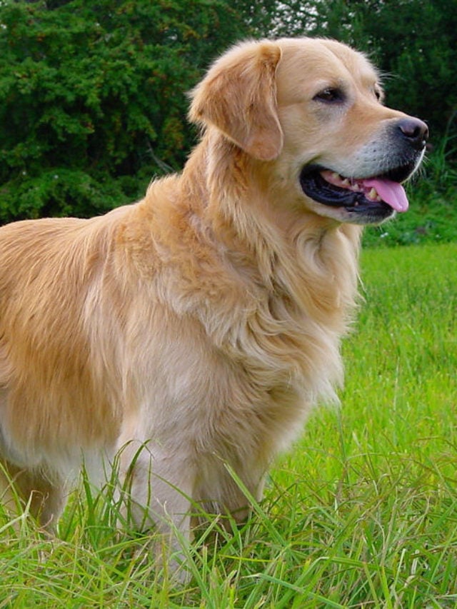 Golden Retriever - Raça com origem no Reino Unido, tornou-se a mais popular no Japão. Com porte robusto, mas feição meiga, esse cão é amável até mesmo com visitantes. Enérgicos, precisam de exercício para dar conta do seu vigor. -divulgação