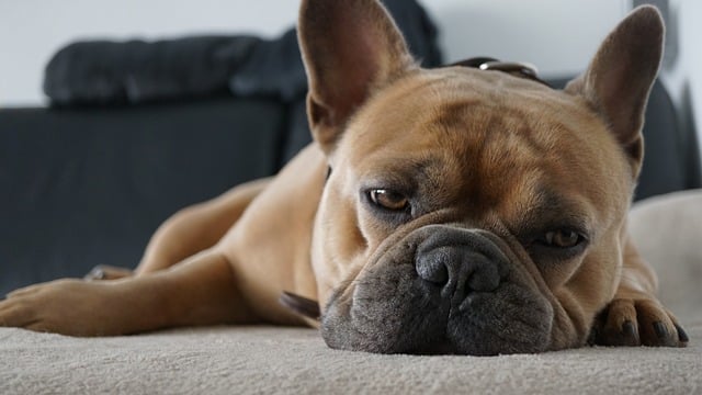 Buldogue Francês - Com origem em diversos cruzamentos feitos por criadores na Paris do século 19, este cãozinho de até 35 cm difere do buldogue inglês porque tem orelhas eretas, que estão sempre levantadas enquanto as do inglês são mais baixas. O francês tem menos dobras na face e seus olhos são maiores. Mas ambos são dóceis. -Pixabay 