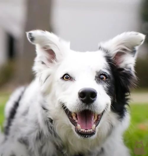 A raça Border Collie, que tem origem britânica, é reconhecidamente uma das mais dóceis do mundo. Muito inteligentes, os Collies são fáceis de treinar e gostam de correr e interagir com os tutores em atividades esportivas. -Youtube/
PeritoAnimal