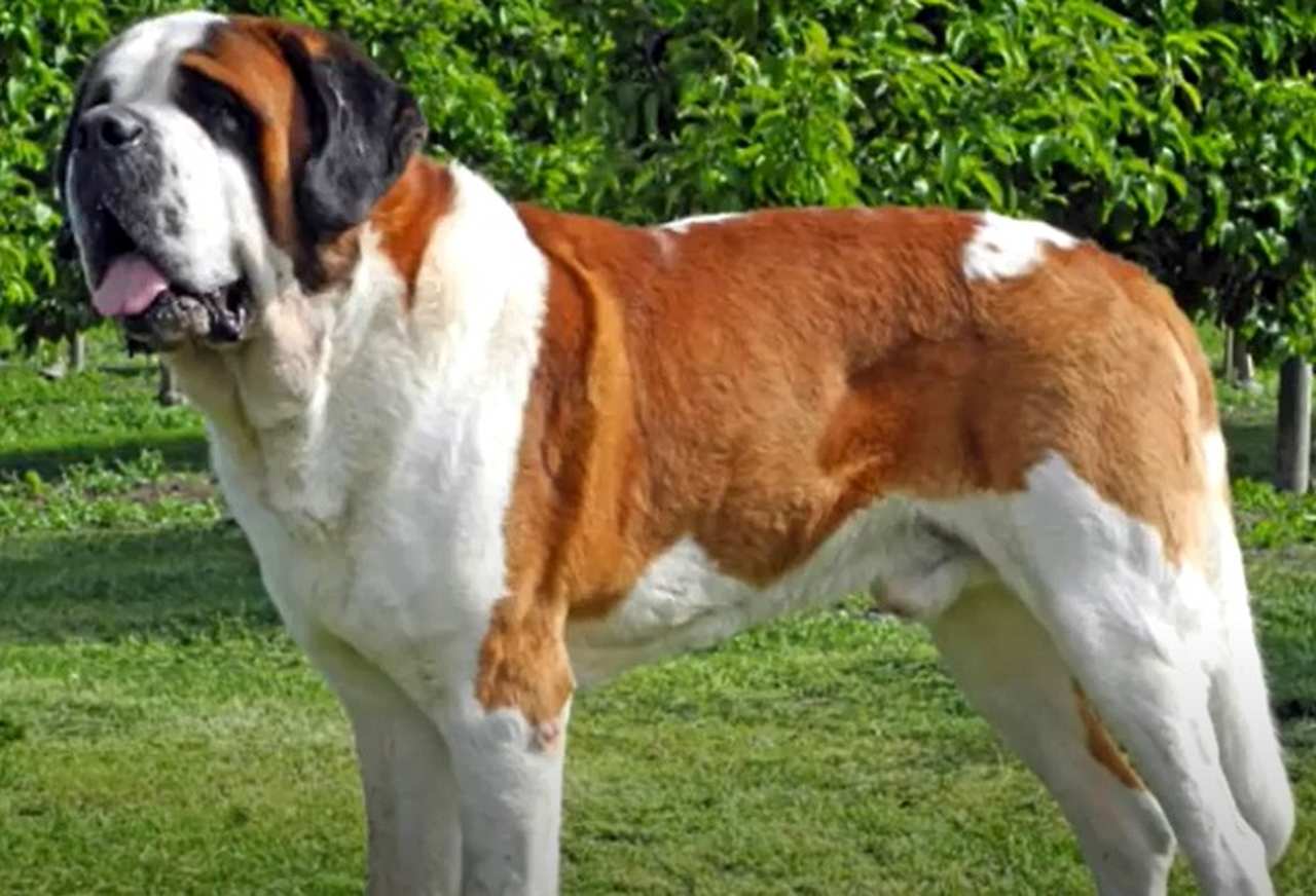São-Bernardo - Originário da Suíça e da Itália, esse cão tornou-se famoso por fazer resgates na neve nos Alpes no século 18. Chega a medir 90 cm de altura e a pesar 90 kg, mas é dócil e afetuoso. Inspirou o filme 