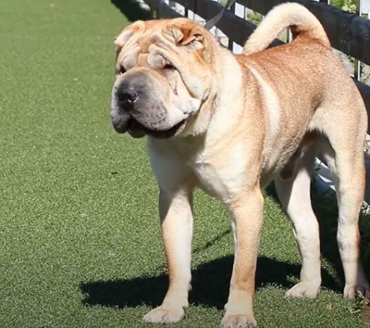 Shar-pei - Originário da China, é conhecido por ter muitas rugas e dobras na pele.  Ele é silencioso e funciona bem para a vigilância da casa, já que é desconfiado e reservado. Afetuoso com os tutores. -Youtube/
PeritoAnimal