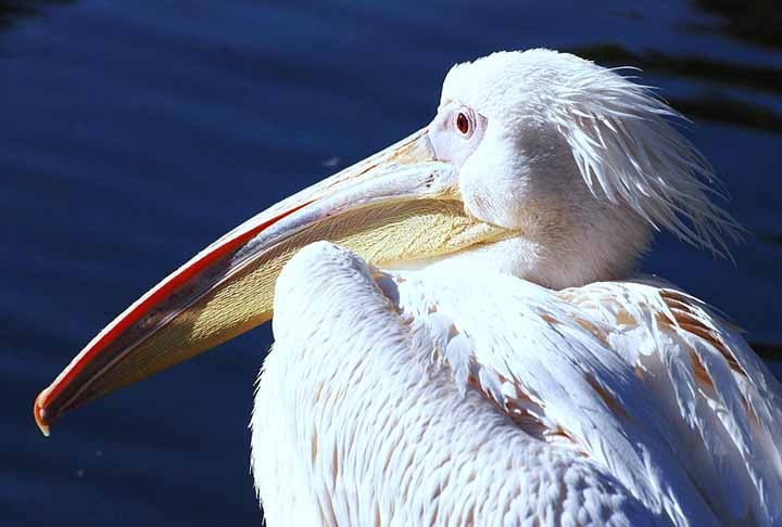 Pelicano-branco – Bico de 47 cm -  Esta espécie vive em regiões costeiras e também em áreas do interior do Hemisfério Norte. 