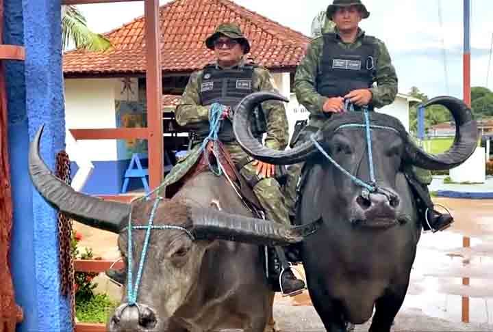 Somente a Ilha de Marajó, possui cerca de 600 mil cabeças da espécie. O número expressivo de búfalos coloca o arquipélago na posição de maior rebanho do país.