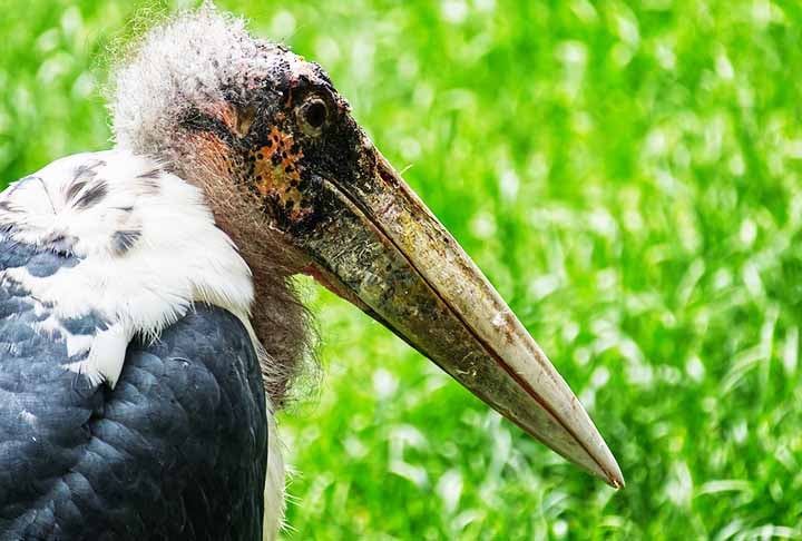 O bico  do marabu africano é longo e robusto, e usado pela ave para limpar carniça. Expectativa de vida: 25 a 30 anos