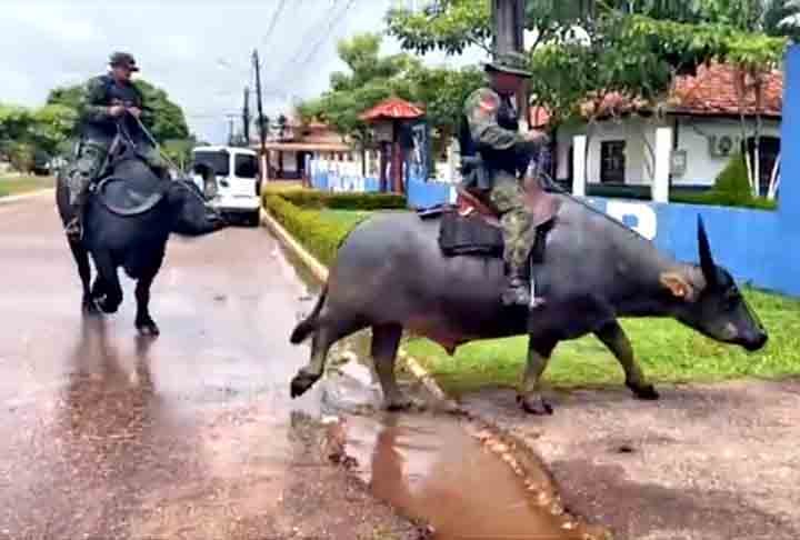 Com isso, o animal é visto com frequência nas ruas da cidade. Desde 1992, o búfalo tem auxiliado nas ações de segurança pública e defesa social da Polícia Militar. Ele tem elevado o nome da corporação, devido à procura de turistas e moradores da região que admiram o animal e a modalidade de policiamento.