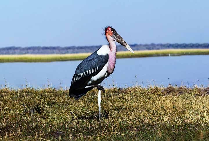 Marabu-africano – Bico de 35 cm - Essa espécie vive em savanas e pântanos da África subsaariana, ou seja, que fica abaixo do Deserto do Saara. 